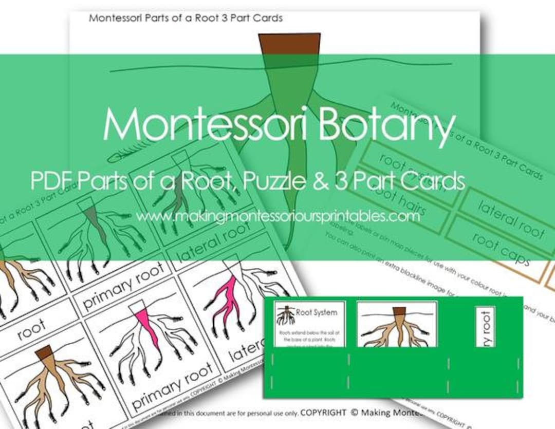 Montessori Parts of a Root PDF Puzzle 3 Part Cards & - Etsy