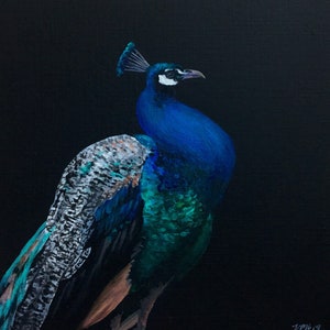 Peacock acrylic painting  in fine art Giclee print