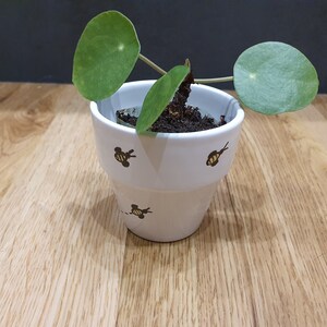 May include: A Pilea peperomioides plant in a white ceramic pot with gold bee motifs. The plant has several round, green leaves. The pot sits on a wooden surface. The pot's diameter is approximately 10 cm.