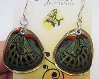 Leprieur's Glory Real Butterfly Wing Resin Earrings -- butterfly wing jewelry -- OOAK