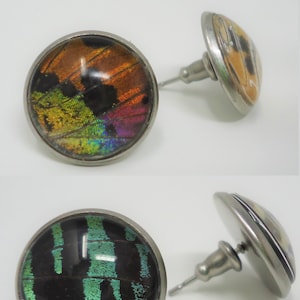 Madagascan Sunset Moth Post Earrings Real Butterfly Wing