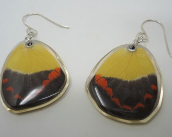 Painted Jezebel Real Butterfly Wing Resin Earrings -- Delias moaensis -- OOAK