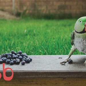 Healthy Alphabet Cards