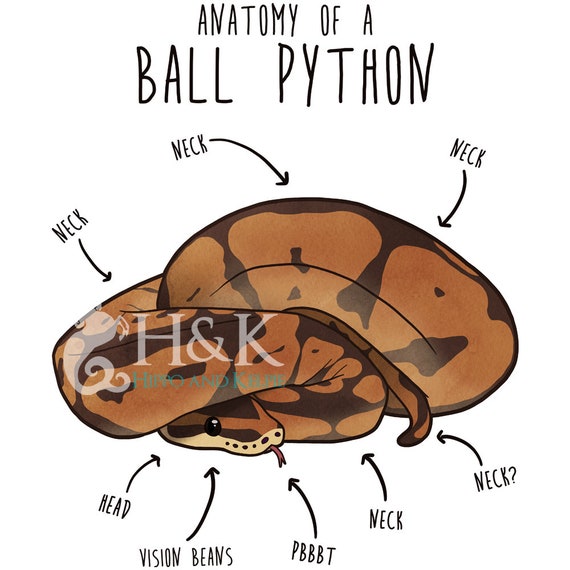 Funny Python