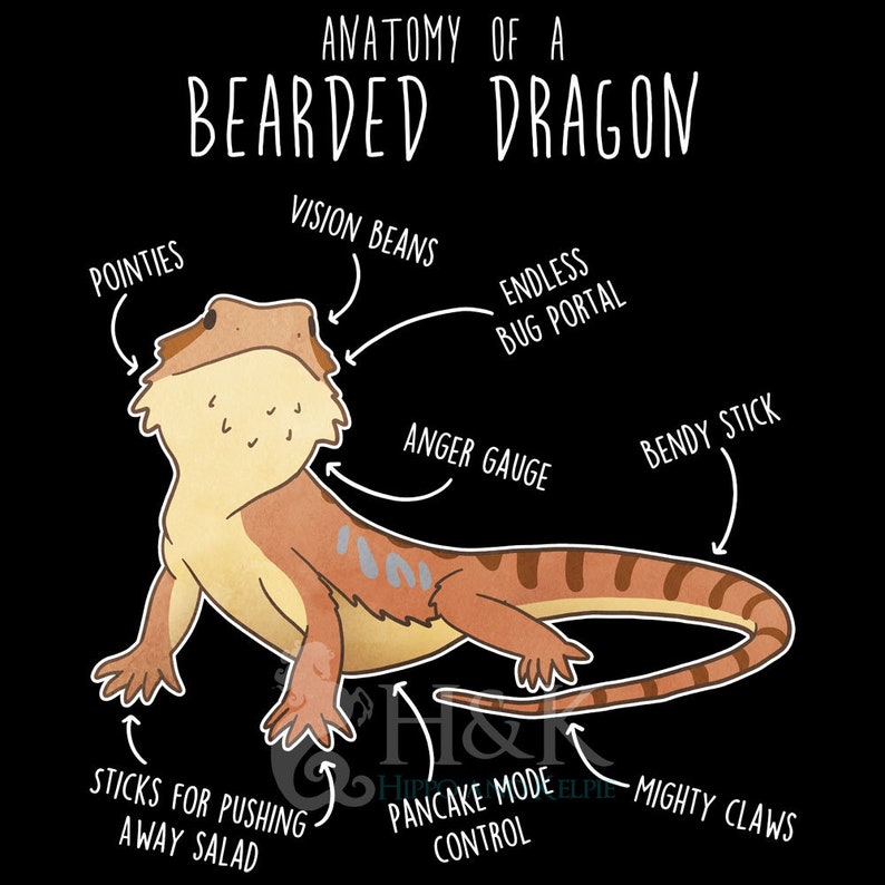 Shirt baardagaam, shirt dames, heren shirt, huisdier reptiel minnaar cadeau, grappig hagedis T-shirt, schattig baardagaam T-shirt Beardie moeder vader herpetoloog afbeelding 2