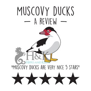 May include: A cartoon illustration of a Muscovy duck with a red head and black and white feathers. The text "MUSCOVY DUCKS - A REVIEW -" is above the duck. Below the duck is the text "H&K HIPPO AND KELTHE" and "MUSCOVY DUCKS ARE VERY NICE 5 STARS". Five black stars are below the text.