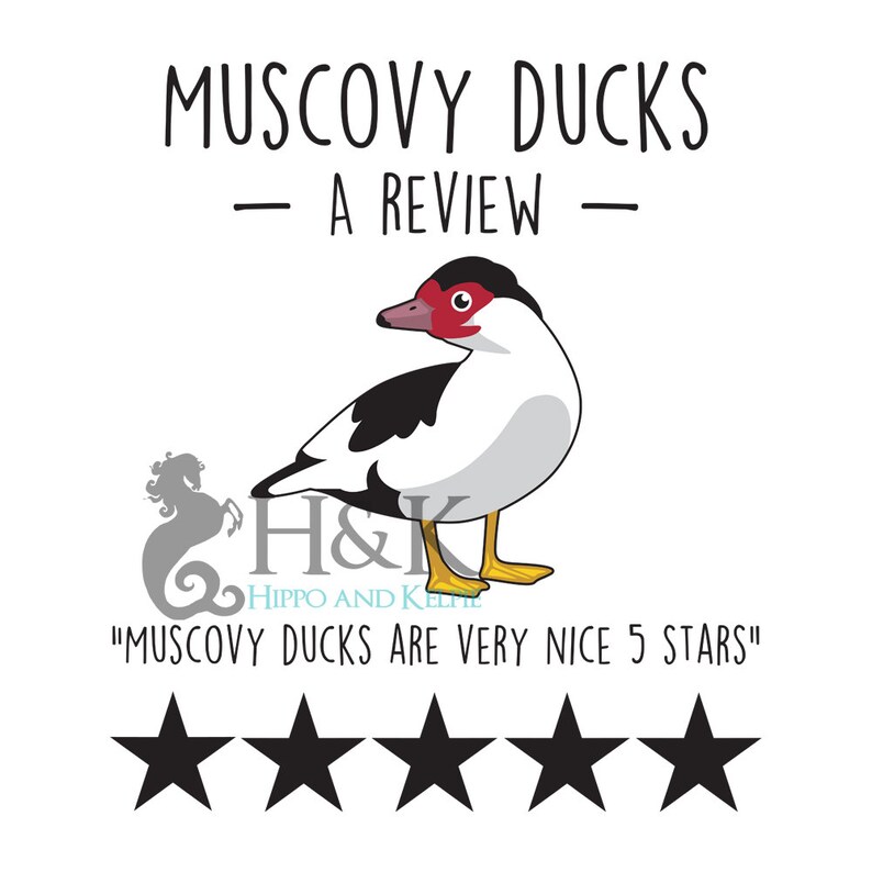 May include: A cartoon illustration of a Muscovy duck with a red head and black and white feathers. The text "MUSCOVY DUCKS - A REVIEW -" is above the duck. Below the duck is the text "H&K HIPPO AND KELTHE" and "MUSCOVY DUCKS ARE VERY NICE 5 STARS". Five black stars are below the text.