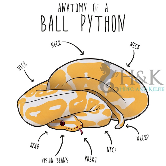 Ball Python Anatomy