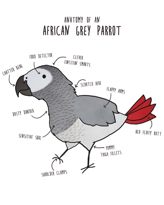 African Grey Parrot Shirt Women Men Funny Parrot Lover Gift