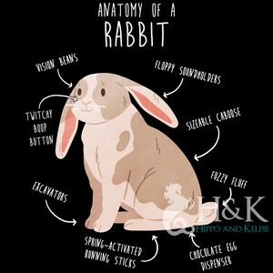May include: A cartoon illustration of a rabbit with brown and white fur. The illustration is labelled with humorous anatomical terms, such as "vision beans", "twitchy boop button", "floppy soundholders", and "spring-activated running sticks".