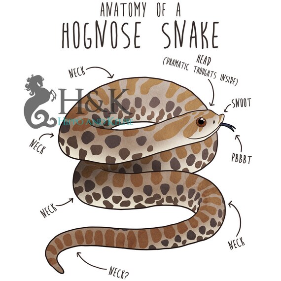 Cute Snake