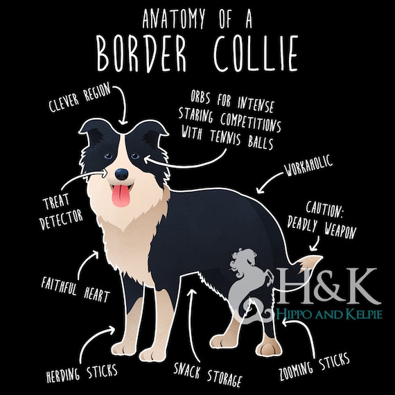 Border Collie Shirt For Women Men Dog Lover Gift Cute Dogs Border Collie Shirt For Women Men Dog Lover Gift Cute Dogs
