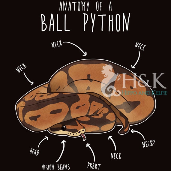 Funny Python
