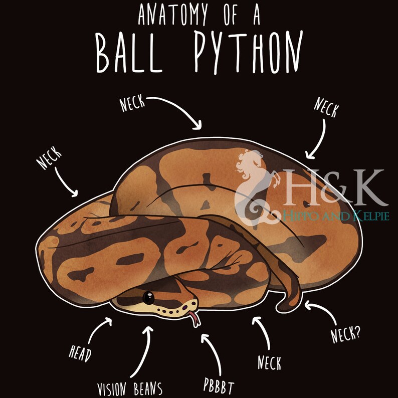 Funny Ball Python Shirt Women Men Reptile Tshirt Snake - Etsy