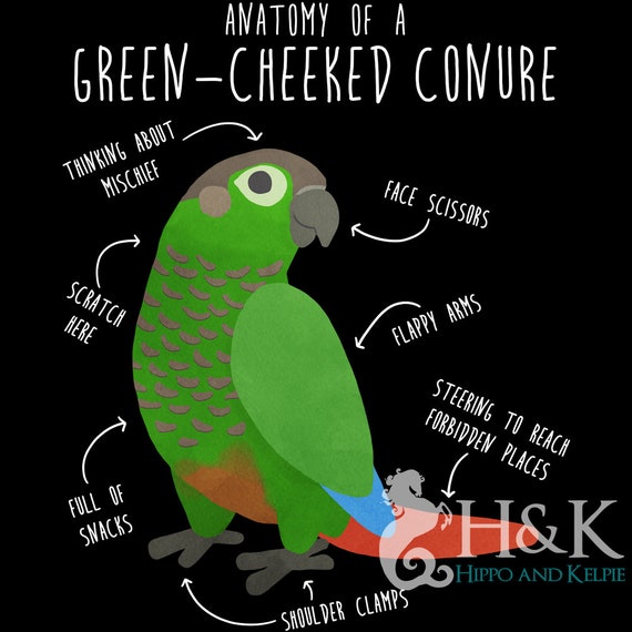 Anatomy Of A Green Cheek Conure - Funny Parrot Shirt Anatomy Of A Green Cheek Conure - Funny Parrot Shirt