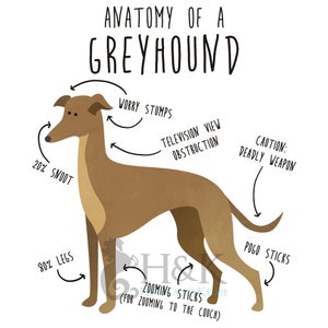 Greyhound Coffee Mug, Cute Fawn Greyhound Gift, Dog Lover, Funny Dog Gift for Her, Him, Pet Animal Cup, Dog Mom, Dog Dad, Dog Anatomy image 2