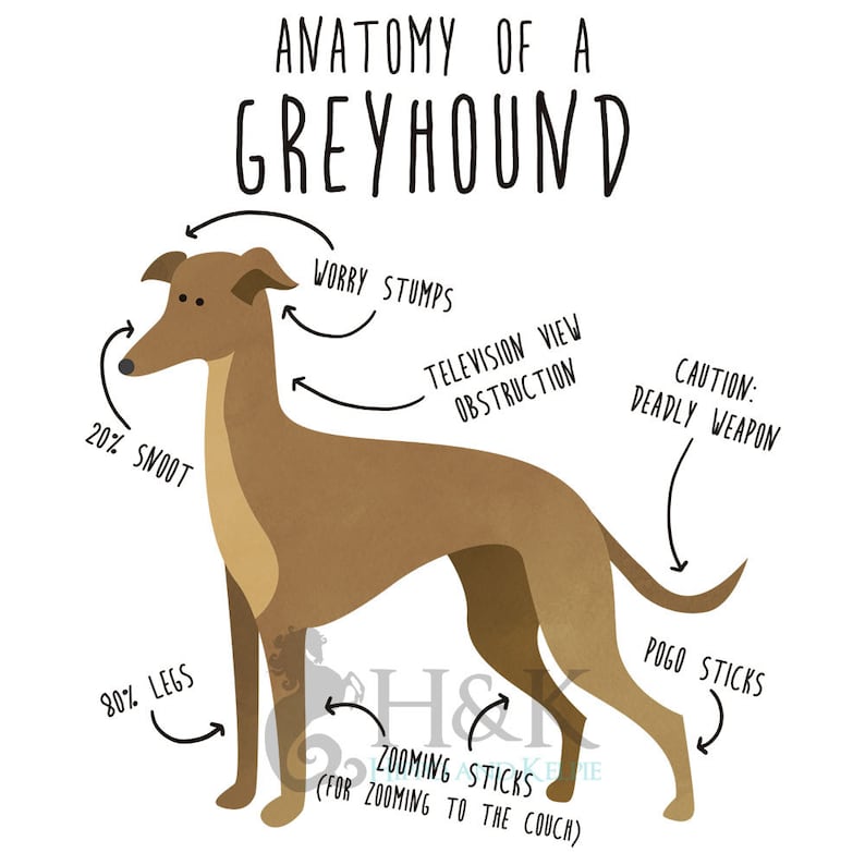 Greyhound Coffee Mug, Cute Fawn Greyhound Gift, Dog Lover, Funny Dog Gift for Her, Him, Pet Animal Cup, Dog Mom, Dog Dad, Dog Anatomy image 2
