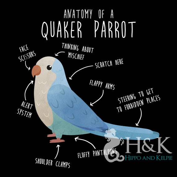 Quaker Parrot Bird Christmas Lights Funny Pet Xmas Gift T-Shirt Quaker Parrot Bird Christmas Lights Funny Pet Xmas Gift T-Shirt