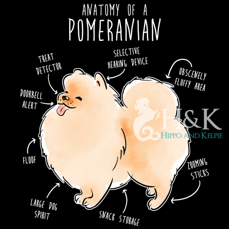 K&ouml;nnte beinhalten: Eine Cartoon-Illustration eines Zwergspitz-Hundes mit verschiedenen Beschriftungen, die seine Merkmale beschreiben, darunter "Leckerli-Detektor", "T&uuml;rklingel-Alarm", "Floof", "Obsz&ouml;n flauschiger Bereich", "Selektives H&ouml;rger&auml;t", "Snack-Lagerung", "Gro&szlig;er Hund-Geist" und "Zoom-Sticks". Die Illustration ist im Aquarell-Stil gehalten und in einem hellen Orange- und Wei&szlig;ton gehalten.