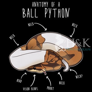Pu&ograve; includere: Un'illustrazione di un pitone palla arrotolato a forma di palla. Il pitone &egrave; marrone, bianco e arancione con una pancia bianca. L'illustrazione &egrave; etichettata con le parole "Anatomia di un pitone palla", "Collo", "Testa", "Vision Beans" e "PBBBT".