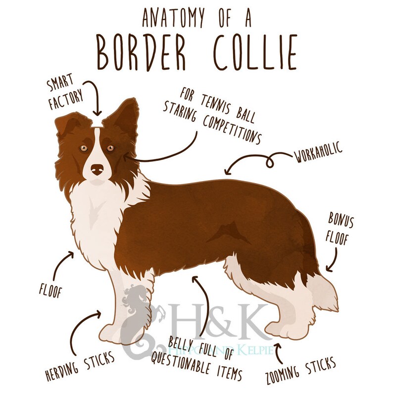 Border Collie Coffee Mug, Cute Border Collie Gift, Dog Lover, Funny Gift for Her, Him, Birthday, Border Collie Mom Dad, Fly Ball Agility image 2
