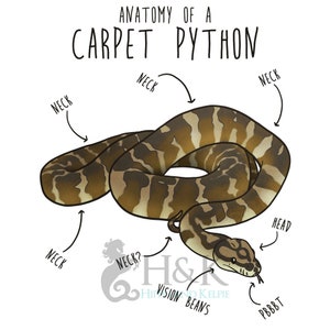 Darwin Carpet Python Coffee Mug, Cute Snake Lover Gift, Funny Reptile Mug, Cup, Northwestern Carpet Python, Snake Mom, Snake Dad image 2