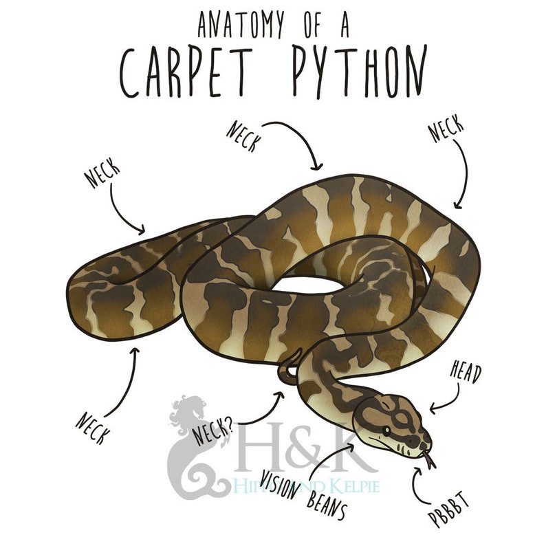 Darwin Carpet Python Coffee Mug, Cute Snake Lover Gift, Funny Reptile Mug, Cup, Northwestern Carpet Python, Snake Mom, Snake Dad image 2
