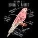 Sun Conure "Favorite Human" Funny Parakeet T-Shirt - 100% Cotton, Humorous Bird Lover Gift (Black, Small)