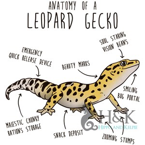 Puede incluir: Una ilustraci&oacute;n de dibujos animados de un gecko leopardo con etiquetas anat&oacute;micas. Las etiquetas incluyen "Frijoles de visi&oacute;n que miran el alma", "Portal de insectos sonrientes", "Marcas de belleza", "Dispositivo de liberaci&oacute;n r&aacute;pida de emergencia", "Almacenamiento de raciones majestuosas", "Almacenamiento regordete", "Dep&oacute;sito de refrigerios" y "Troncos en zoom".