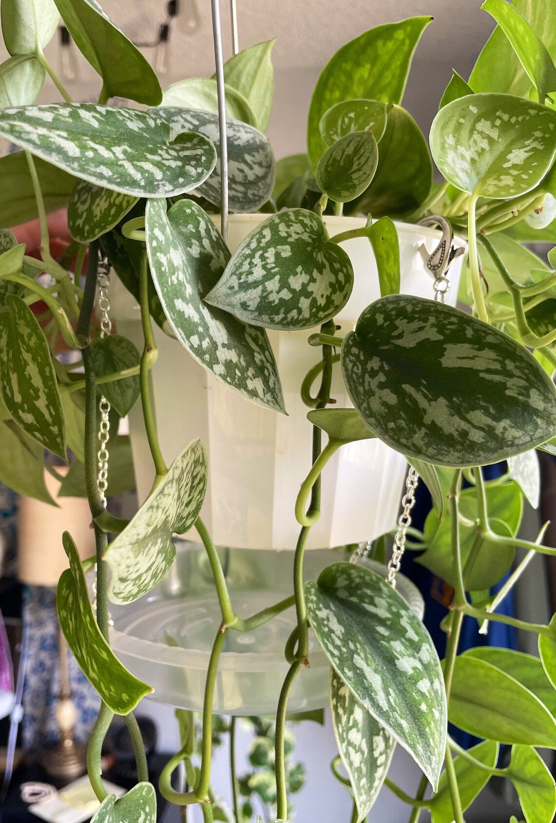 Hanging Planter Drip Tray Water Catcher Etsy