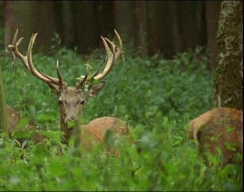 Orolam 5lb King Shot Forage Food Plot Bulk Buckwheat Seeds Whitetail