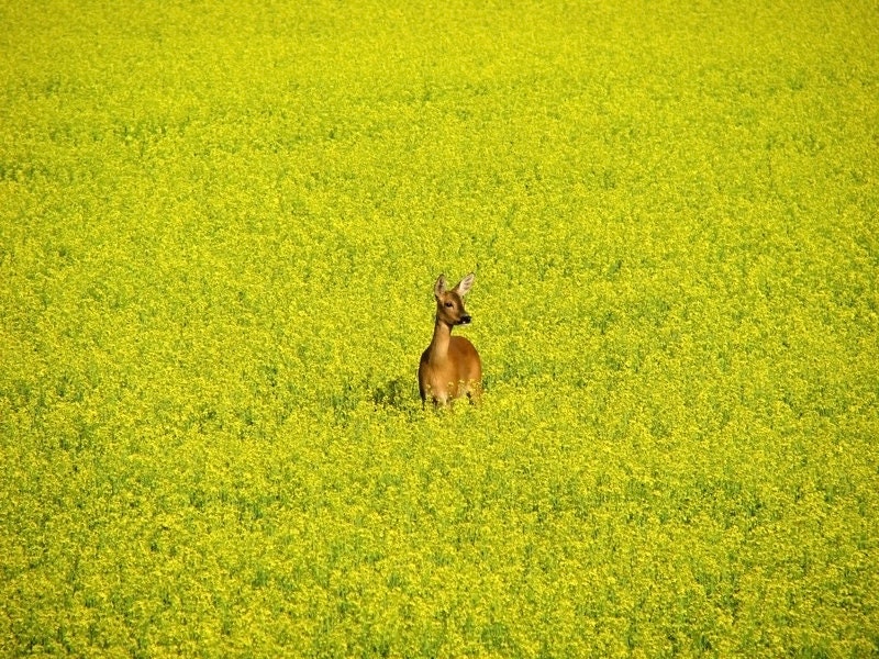 Food Plot 18 Mix Seeds Wild Game Millet Sunflower Iron Cowpeas