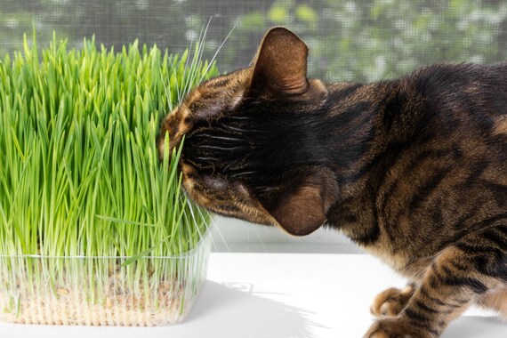 Cat hot sale grass kit