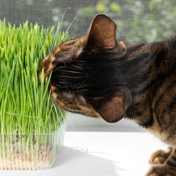 OrOlam Organic Cat Grass Kit ALL YOU Need includes Pot, Soil Puck, Non GMO Wheat-grass Seed A Healthy Treat for Cats, & All Pets