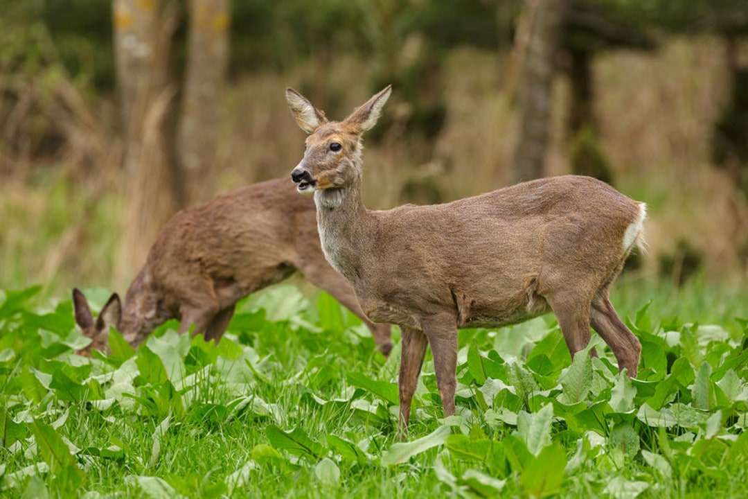 Food Plot 18 Mix Seeds Wild Game Millet Sunflower Iron Cowpeas