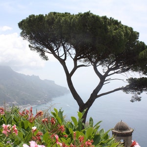 Ravello Tree