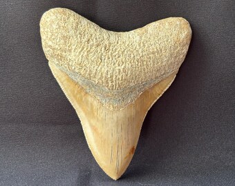 インドネシア・ジャワ島産メガロドンの歯の化石 - 本物の先史時代の