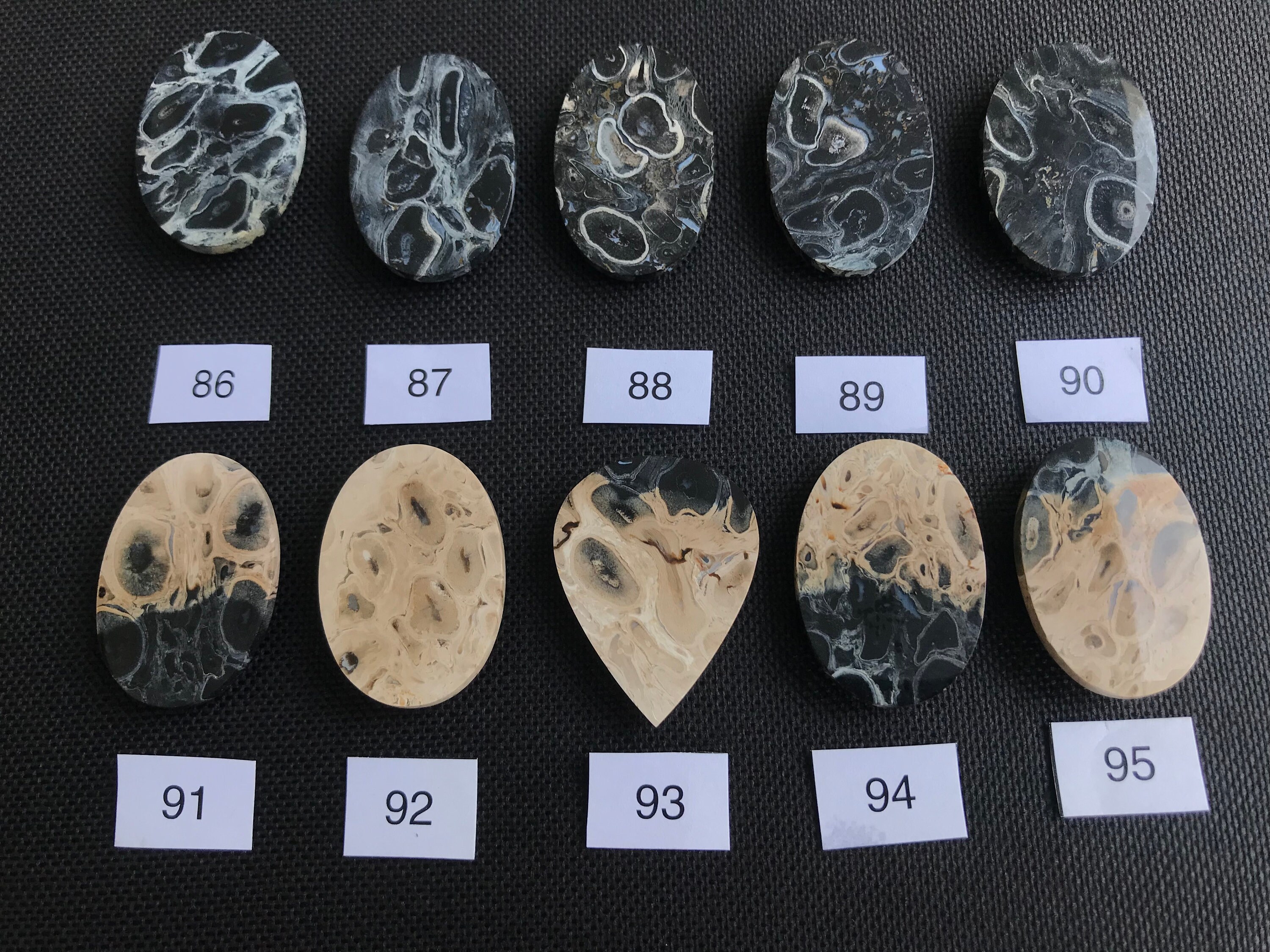 研磨されたヤシの根の化石カボション：ジャワ島産の黒とベージュの化石