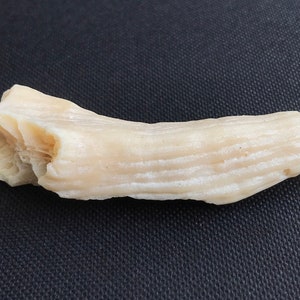 May include: A white, fossilized piece of coral with a layered, striated texture. The coral is about 5 inches long and has a slightly curved shape.
