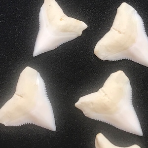 TIGER shark tooth – weight approx. 0.9 g - natural tooth from Kalimantan – Indonesia – no treatment - cleaned - jagged - NEW ARRIVED