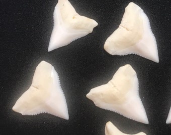 TIGER shark tooth – weight 0.3 g to 0.5 g - natural tooth from Kalimantan – Indonesia – no treatment - cleaned - jagged - NEW ARRIVED