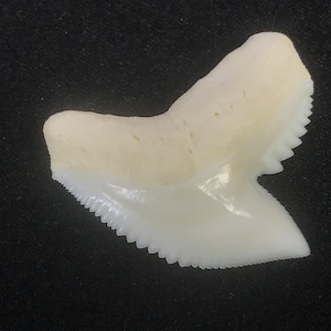 SHARK fresh tooth – 1 g approximately natural tooth from Kalimantan – Indonesia – no treatment just cleaned - jagged perfect for jewelry