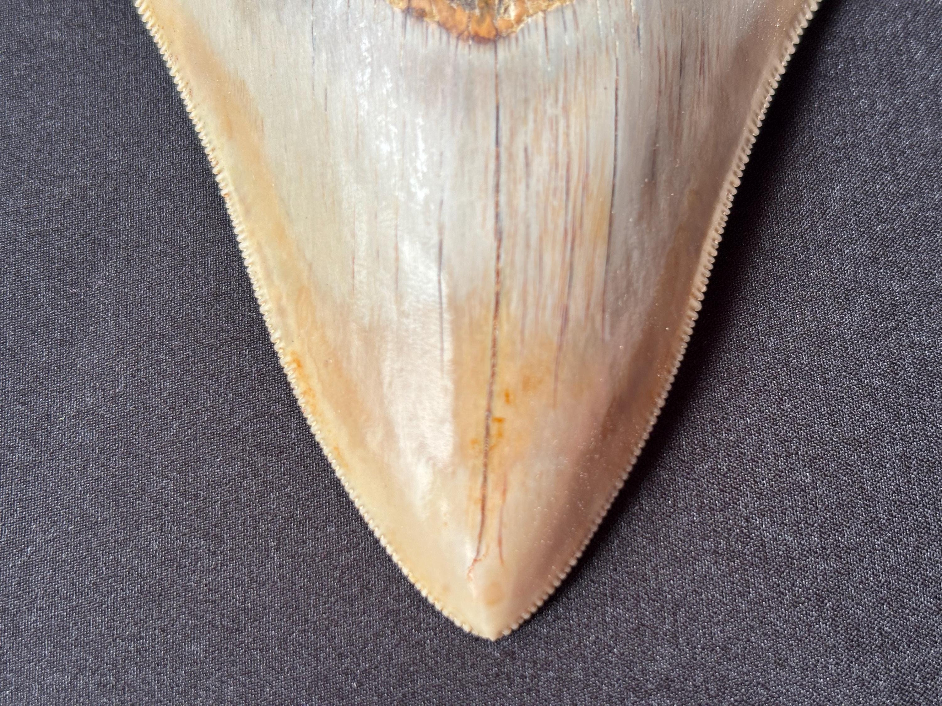 インドネシア・ジャワ島産メガロドンの歯の化石 - 本物の先史時代の