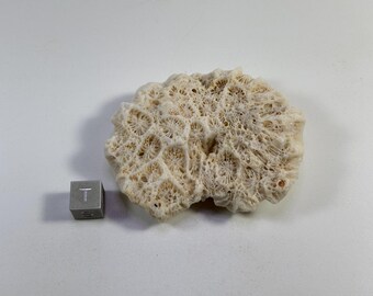 天然白珊瑚標本：倫理的に調達されたビーチウォッシュ装飾品（47g