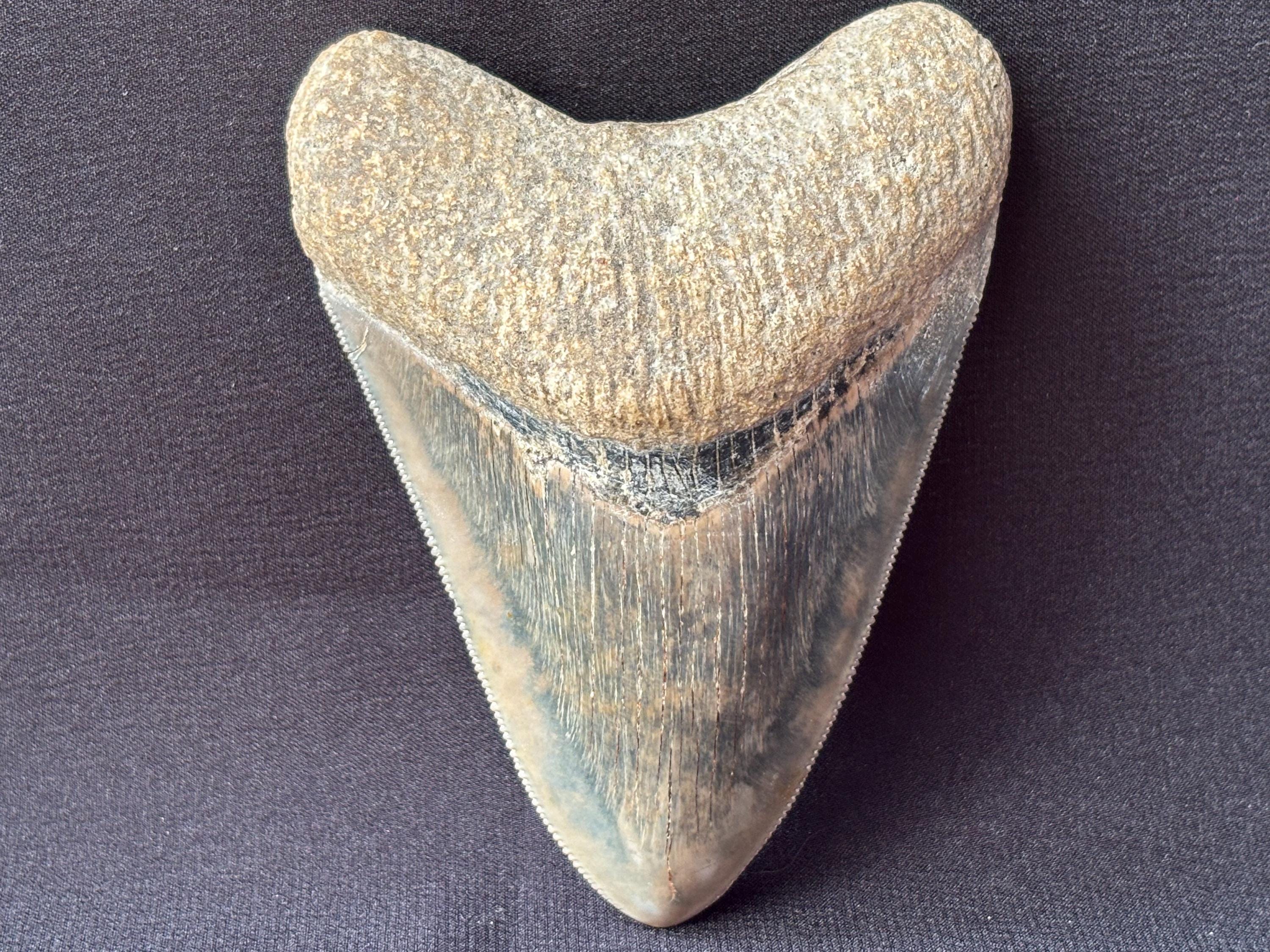 インドネシア・ジャワ島産メガロドンの歯の化石 - 本物の先史時代の
