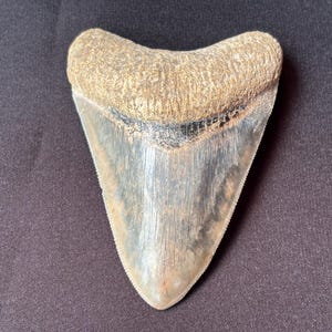 インドネシア・ジャワ島産メガロドンの歯の化石 - 本物の先史時代の