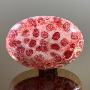 Pode incluir: Cabochão de coral oval com superfície polida. A pedra apresenta um padrão de formações vermelhas em forma de flor contra um fundo rosa pálido. O cabochão é exibido em uma superfície reflexiva, destacando sua beleza natural.