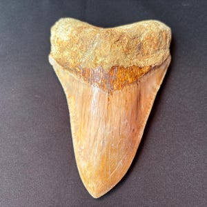 Puede incluir: Un diente de tiburón fosilizado grande, de color marrón claro y beige. El diente tiene forma triangular con una raíz texturizada y una punta lisa y afilada. El fósil se muestra sobre un fondo oscuro.