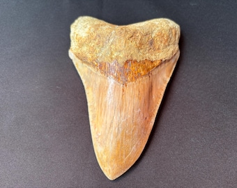 インドネシア・ジャワ島産メガロドンの歯の化石 - 本物の先史時代の