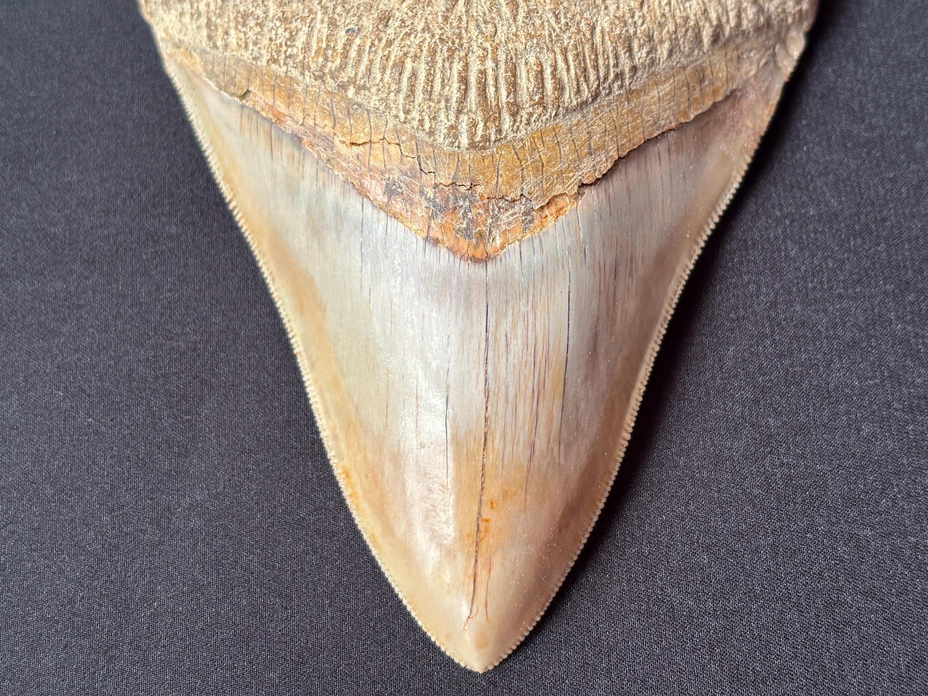 インドネシア・ジャワ島産メガロドンの歯の化石 - 本物の先史時代の